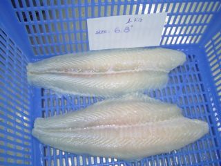 Pangasius Hypophthalmus